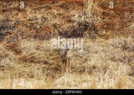 Hydropotes inermis argyropus or also called water deer 'gorani' eating grass on tall grass land in National Institute of Ecology in Seocheon, South Ko Stock Photo