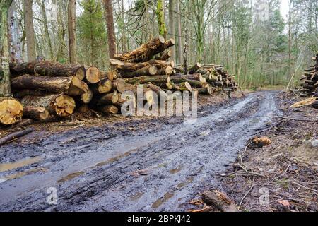 felled trees in a stack, logs from felled tree trunks Stock Photo