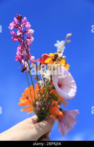A woman hand holding a bucket of wild flowers and herbs collected on the top of a mountain, wooden background, wild nature postcard Stock Photo