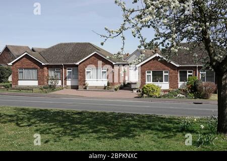 Brick wall houses & front garden semi detached bungalow housing building beside country road with spring tree blossom village green opposite Essex UK Stock Photo