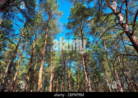 tall pines and their crowns against the blue sky, bottom view Stock Photo