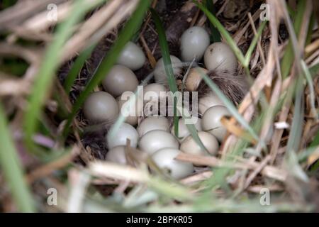 Common pheasant (Phasianus colchicus) nest with eggs hidden in a bush Stock Photo