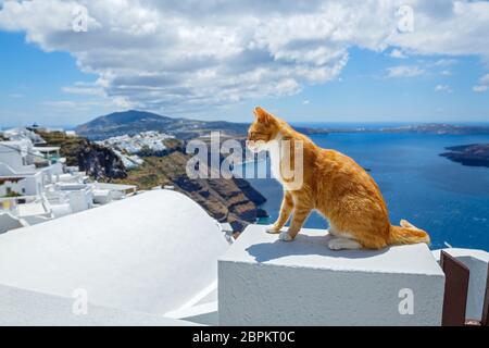 Red cat looks at the sea early in the morning, Santorini island, Greece Stock Photo