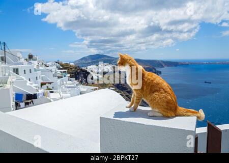 Red cat looks at the sea early in the morning, Santorini island, Greece Stock Photo