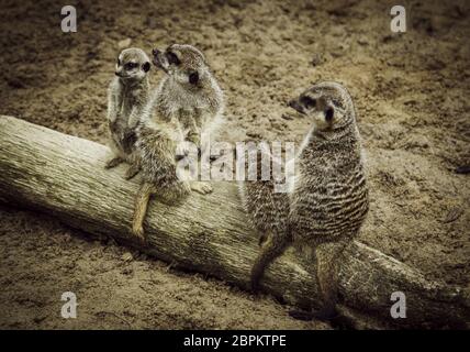 Meerkats in nature, detail of exotic wild animals Stock Photo