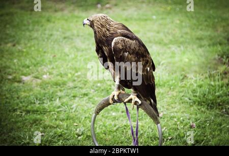 Protected eagle, detail of dangerous bird Stock Photo