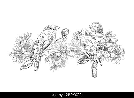 bird with flowers in vintage style. Spring birds sitting on blossom branches. Linear engraved art. Isolated on white background. Stock Photo