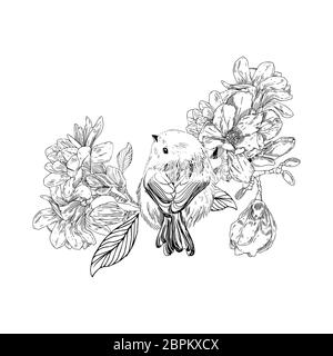 bird with flowers in vintage style. Spring birds sitting on blossom branches. Linear engraved art. Isolated on white background. Stock Photo