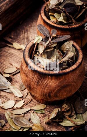 Dried lingonberry leaves. Healing herbs. Dried herbs in alternative medicine Stock Photo