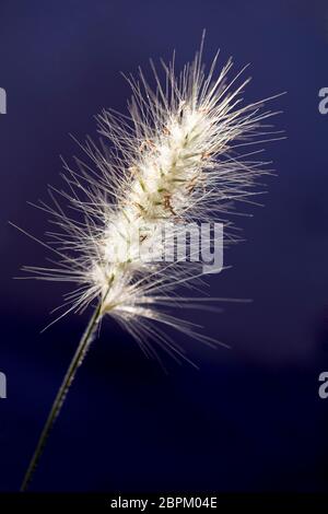 Fluffy inflorescence of spikelets of pennisetum alopecuroides, foxlike tail. Close-up. Macro. Space for signature. Stock Photo