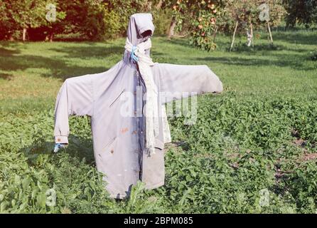 Garden scarecrow made of old clothing standing in the field at summer, outdoor farm picture Stock Photo