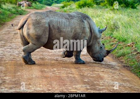 White Rhinoceros in the savannah of Nairobi Park in central Kenya Stock Photo