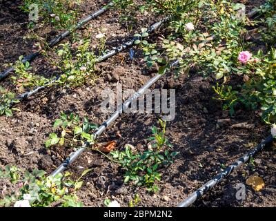 Drop watering when growing bushes with rose flowers Stock Photo