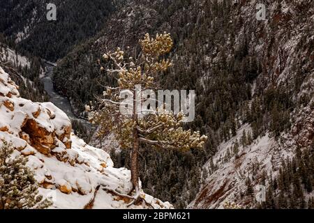 WY04409-00....WYOMING - Pine tree delicately balanced on the edge of the Grand Canyon of the Yellowstone River in Yellowstone National Park. Stock Photo