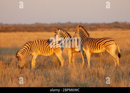 Plains zebras (Equus burchelli) in late afternoon light, Mokala National Park, South Africa Stock Photo