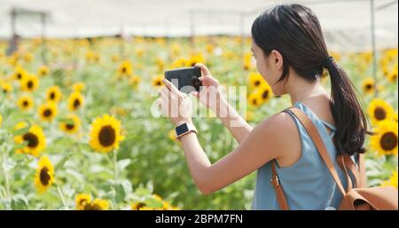 Woman taking photo on sunflower field Stock Photo