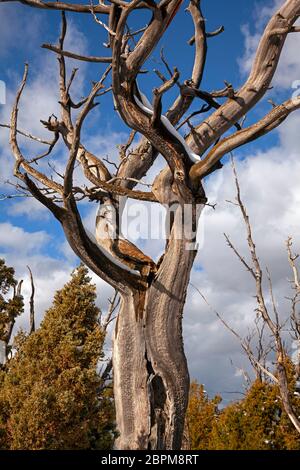 WY04424-00....WYOMING - A skeleton of a tree on the Upper Terrace of Mammoth Hot Springs in Yellowstone National Park. Stock Photo