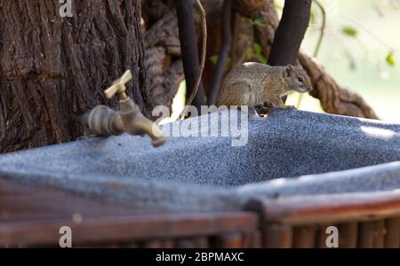 Tree squirrel (Paraxerus cepapi) sitting on a sink, Namibia Stock Photo