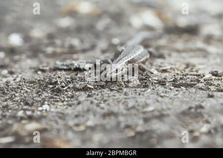 Small brown viviparous lizard - Zootoca vivipara closeup - crawling on the ground and looking at the camera. Natural blurred background with shallow d Stock Photo