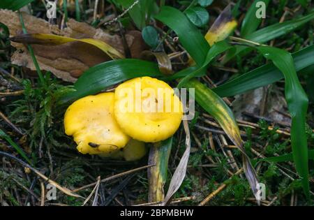 A pair of wild edible yellow mushrooms in the forest close-up - Russula Claroflava, commonly known as the yellow swamp russula or yellow swamp brittle Stock Photo