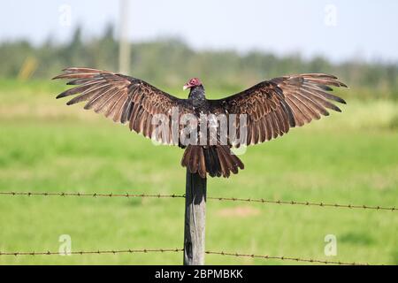 A wild turkey buzzard spreads its wings while sitting on a post. Stock Photo