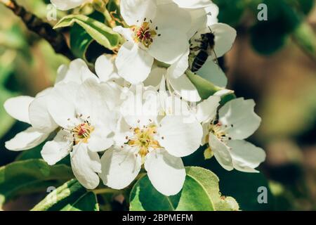 Macro photo of beautiful white cherry flowers in the spring in the garden, closeup Stock Photo