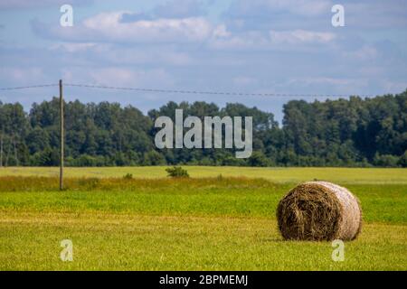 Hay bale lying on the green meadow, on forest and  blue sky background.  Hay bales on the field after harvest in morning. Freshly rolled hay bales on Stock Photo