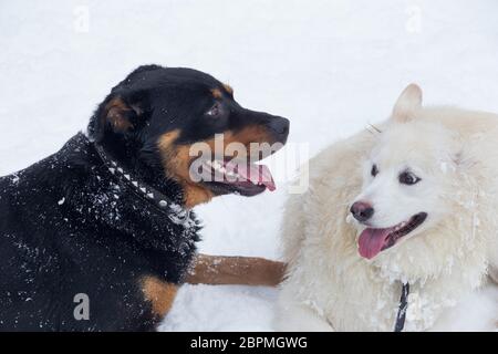 Rottweiler puppy and multibred dog are lying on a white snow in the winter park. Pet animals. Purebred dog. Stock Photo
