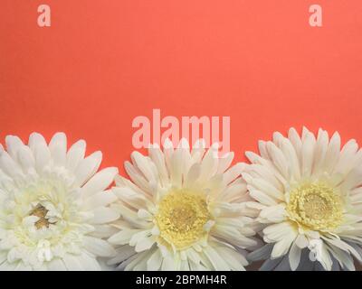 Three white flower heads on an orange background with space for your text, flat tone stylized Stock Photo