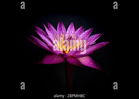 Water lily with water drops isolated on black background. Stock Photo