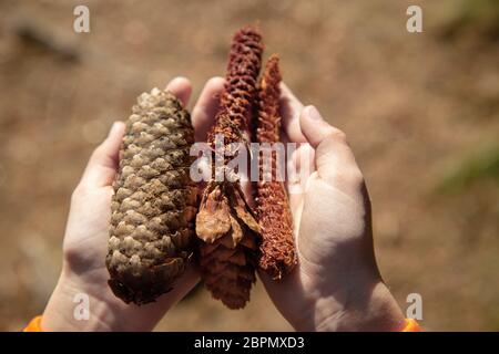 a child is holding fir cones in his hands in a forest. Stock Photo