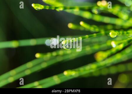 Australian pine tree (Casuarina equisetifolia) needles with dew drop, macro - Davie, Florida, USA Stock Photo