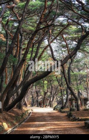 pine tree forest grove at mupunghansong gil road near the entrance of Tongdosa temple in South Korea. Taken in the morning Stock Photo