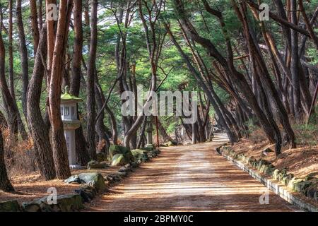 pine tree forest grove at mupunghansong gil road near the entrance of Tongdosa temple in South Korea. Taken in the morning Stock Photo