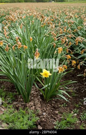 Single young daffodil flower in field of dying daffodil flowers cultivated for bulb production. Stock Photo