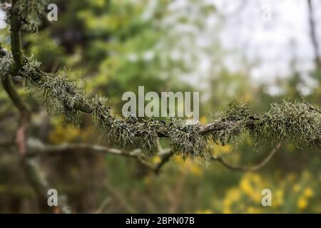 Lichen, hypogymnia tubulosa, usnea hirta and hypogymnia physodes on branch of birch tree, Angus, Scotland, UK. Stock Photo