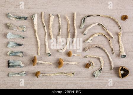 Dried magic mushrooms from above. Medicinal psychoactive shrooms. Stock Photo