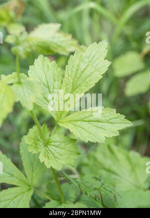 Close-up of the leaf of Herb Bennet, Wood Avens / Geum urbanum, once known as Clove Root as it tastes and smells of Cloves. Medicinal plant. Stock Photo