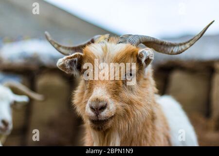 Wildlife in Ladakh India - A goat in a herd of animals tamed by the nomads of Ladakh. Natural Changthangi goat in Ladakh in India. Snow mountains. Stock Photo