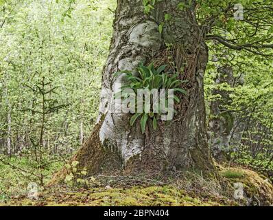 Large common foxglove plant, digitalis pursuers, growing from recess in trunk of mature tree, Angus, Scotland, UK Stock Photo