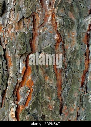 The bark is a woody pine, brown orange hollows, textured background.  Stock Photo