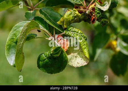 Apple Branch With Wrinkled Leaves Affected by Disease - White Fruit Lice Stock Photo
