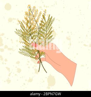 Hand hold bouquet with bunch of yellow mimosa flower. Elegant flowers concept for greeting card. Stock Vector