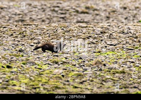 Mink with Dungeness crab, Khutzeymateen Grizzly Sanctuary, British Columbia Stock Photo