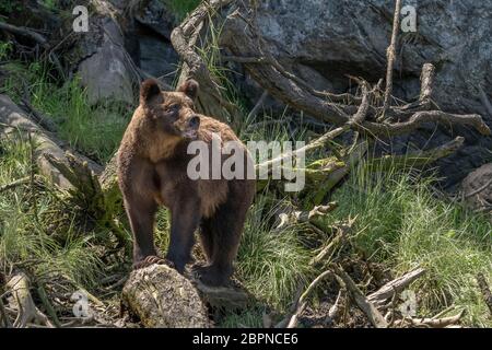 Mother grizzly with curled lip in stress display sensing a male in the area, Khutzeymateen inlet, BC Stock Photo