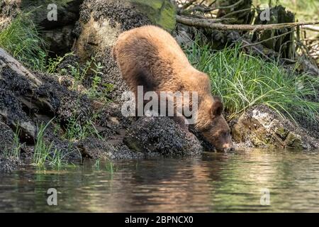 Grizzly bear yearling drinking water from the Khutzeymateen estuary, BC Stock Photo
