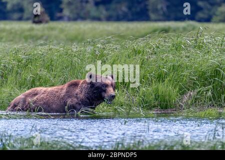 Large grizzly bear standing in the water and feeding, Khutzemateen estuary, BC Stock Photo