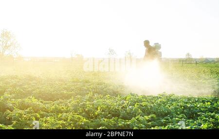 Farmer spraying plants with pesticides in the early morning. Agriculture and agribusiness, agricultural industry. The use of chemicals in agriculture. Stock Photo