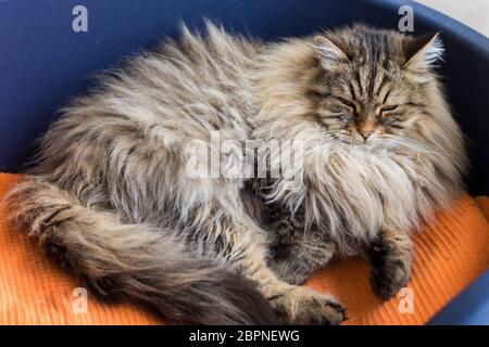 Cute male cat with brown tabby hair in relax time Stock Photo