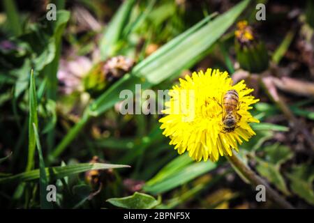 Bee collecting nectar and pollen on yellow flower of common dandelion Stock Photo